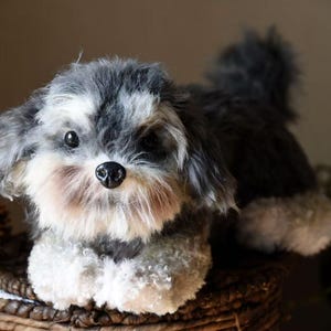 May include: A small, fluffy, gray and white dog with black eyes sits in a wicker basket. The dog has a soft, furry coat and a sweet expression.