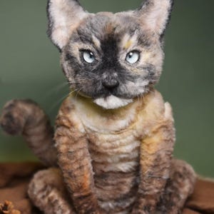 May include: A brown and white cat with blue eyes sits on a brown fabric surface. The cat has a short, fluffy coat and a long tail.