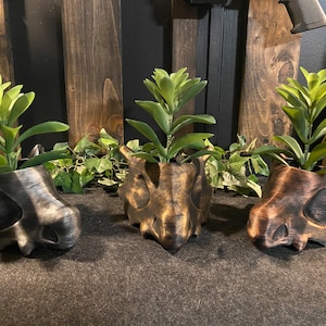 May include: Three ceramic skull planters in black, gold, and brown with green plants growing inside. The planters are shaped like a dinosaur skull.