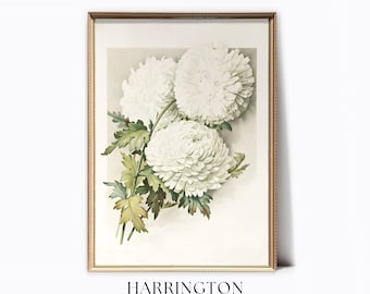May include: A vintage botanical illustration of white chrysanthemums with green leaves. The image is framed in a gold frame.