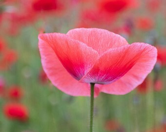 Arte de parede com papoula rosa | Impressão fotográfica artística de flores | Decoração floral inspirada na natureza