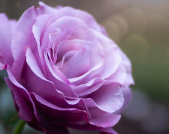 Lavender Rose Fine Art Photography Print | Floral Wall Art | Cottagecore | Botanical Decor