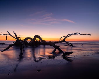 Jekyll Island Driftwood Beach Photography Print | Sunrise Reflections | Seaside Wall Art