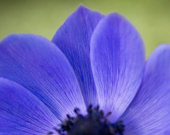 Peut inclure: Gros plan sur une fleur bleue aux pétales délicats. La fleur est nette, tandis que l'arrière-plan est flou.