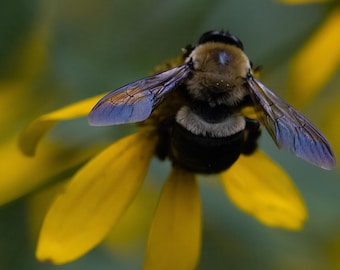 Bumble Bee on Yellow Flower Photography Print | Nature Wall Art