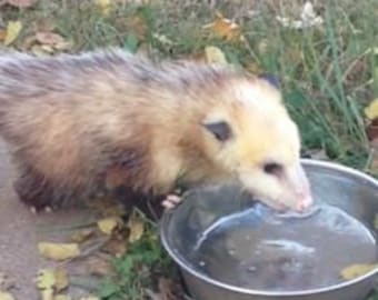 PLEASE!! Put water out! Save some lives!!! - Do not buy this listing, it's not a physical item :-)