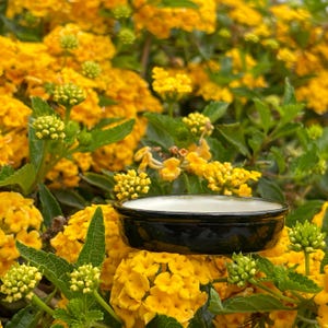 May include: A shallow, circular ceramic dish with a glossy black exterior and a smooth white interior, positioned amidst a dense cluster of vibrant yellow lantana flowers and green leaves, showcasing a stark contrast between the dark vessel and blooms.