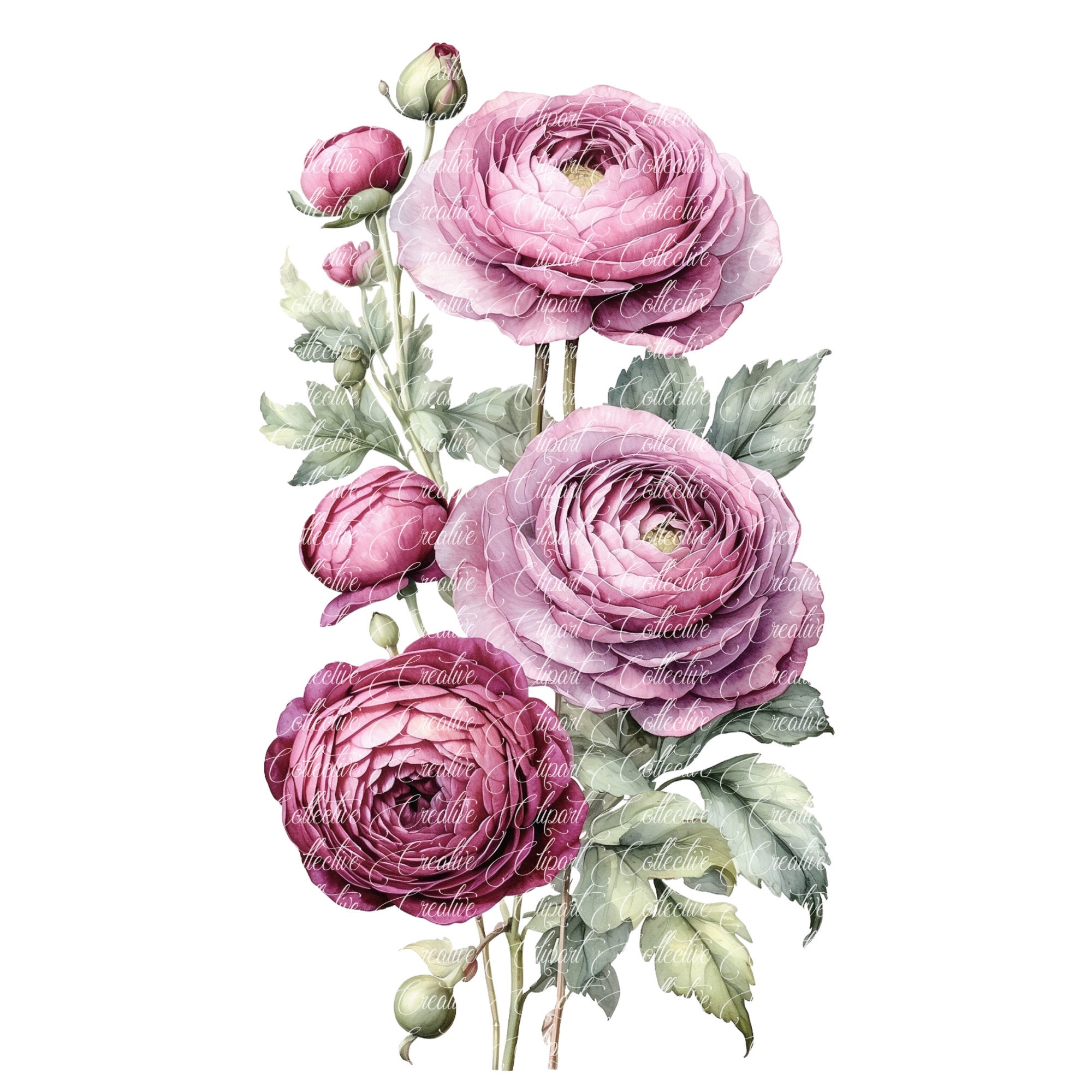 Plum Rannuculus Plum Ranunculus Watercolor Clipart: Floral Art, Junk Journals (JPG) - Etsy