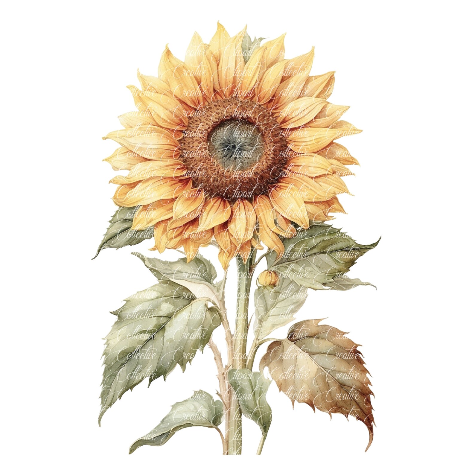 12 Sunflower Clipart, Watercolor Sunflower Clipart, Floral Clipart ...
