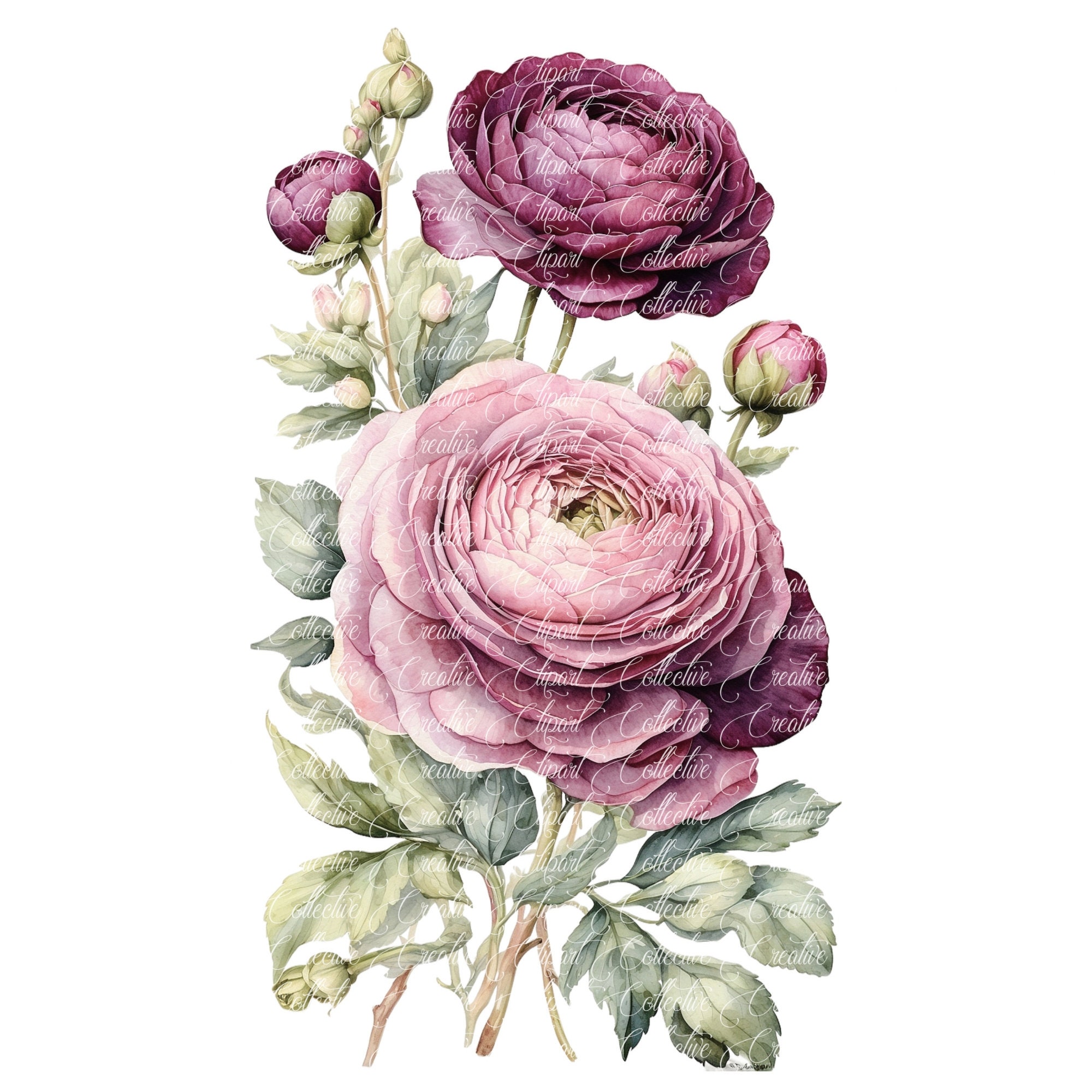 Plum Rannuculus Plum Ranunculus Watercolor Clipart: Floral Art, Junk Journals (JPG) - Etsy
