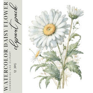 12 Clipart Margherita acquerello, Fiore margherita, Clipart Margherita, Fornitura di album, Mestiere di carta digitale stampabile, JPGS di alta qualità, Uso commerciale