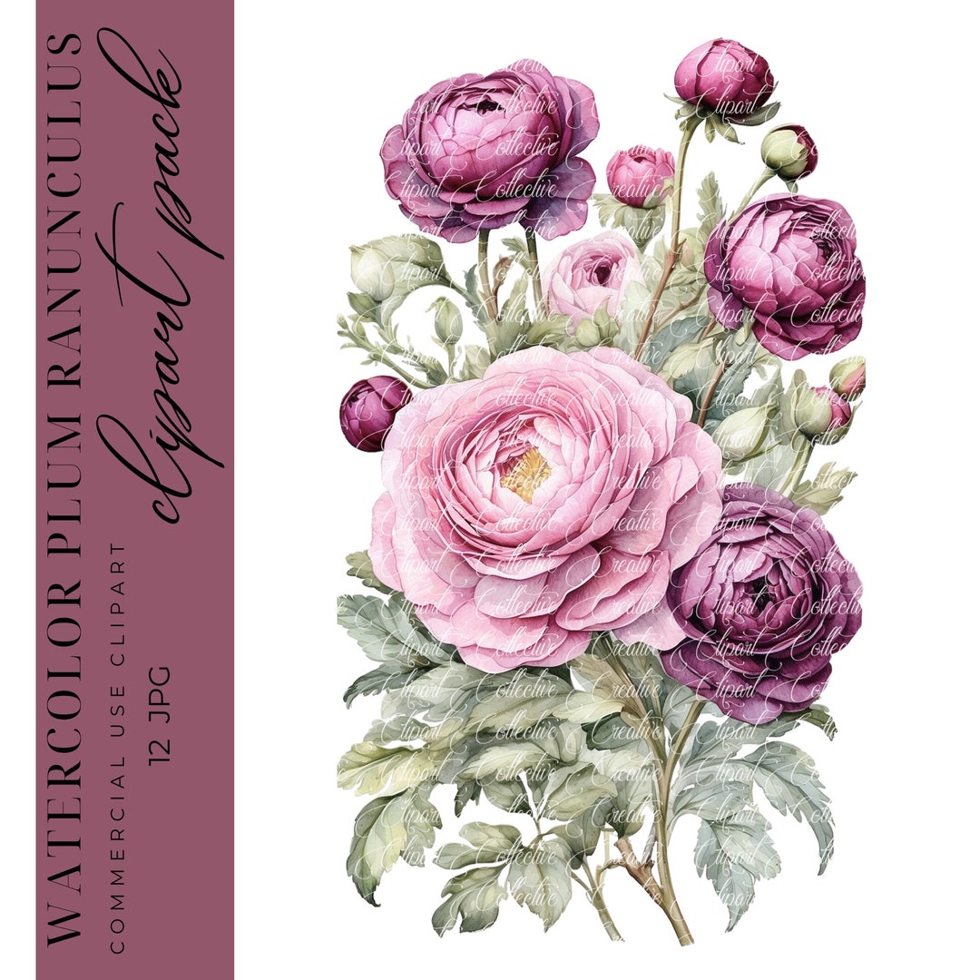 Plum Rannuculus Plum Ranunculus Watercolor Clipart: Floral Art, Junk Journals (JPG) - Etsy