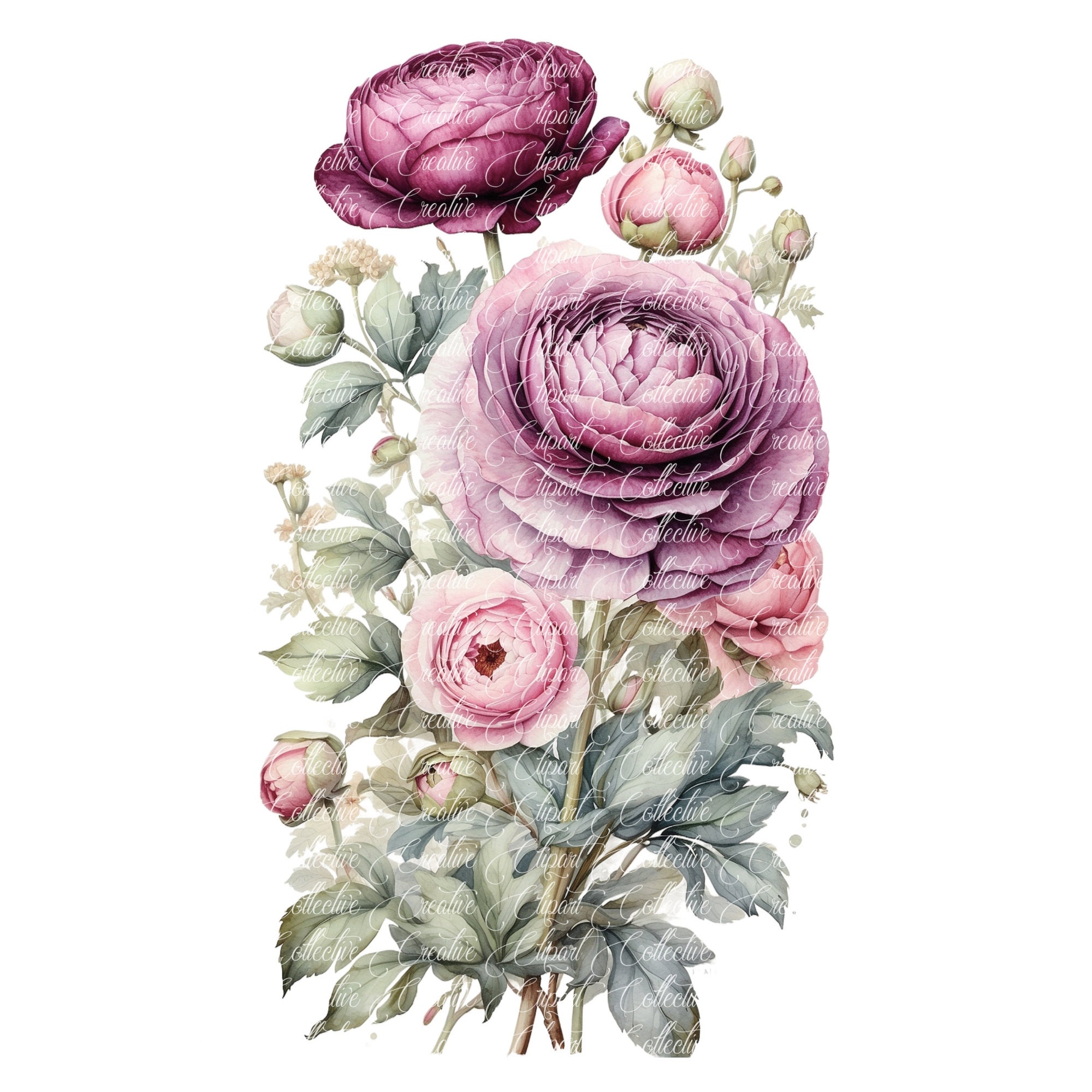 Plum Rannuculus Plum Ranunculus Watercolor Clipart: Floral Art, Junk Journals (JPG) - Etsy
