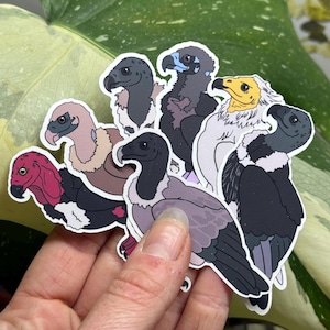 Europe & Asia Vulture Sticker Pack