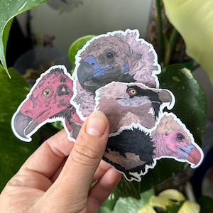 Large Vulture Sticker Pack