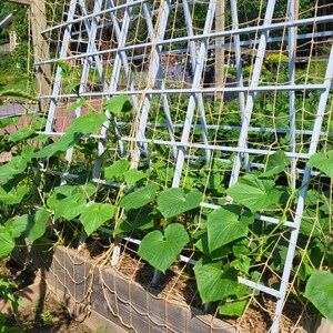 May include: A green leafy plant growing up a trellis made of white painted wood and twine. The trellis is in a garden setting.