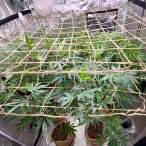 Natural Jute Plant Trellis Net 2x4, 3x3, 4x4, 5x15| Biodegradable Garden Support | SCROG Growing image 6