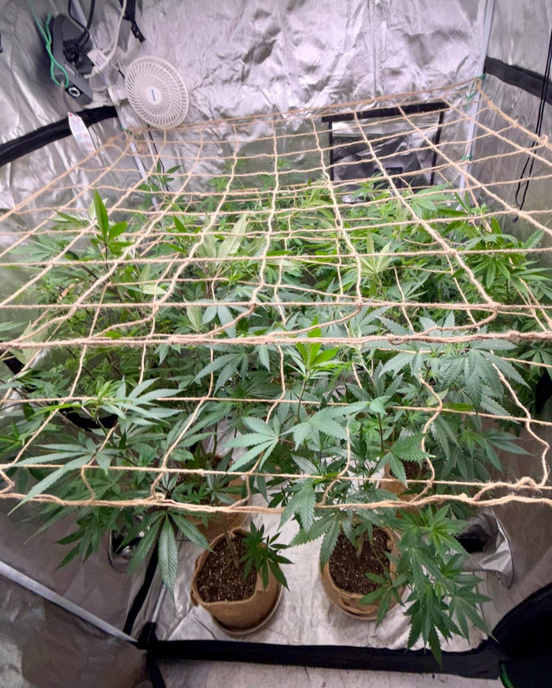 Natural Jute Plant Trellis Net 2x4, 3x3, 4x4, 5x15| Biodegradable Garden Support | SCROG Growing image 6