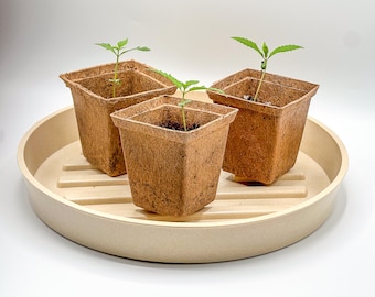 Square Coco Coir Pot for Seedlings and Clones - 4 pack