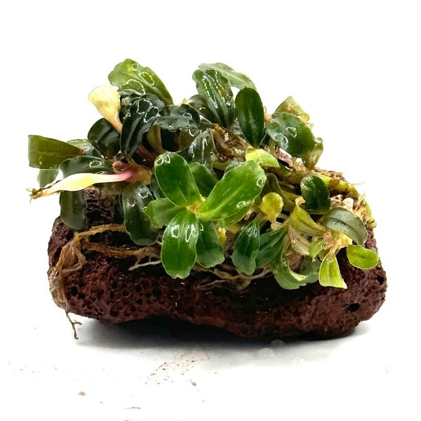Bucephalandra 'Brownie Mini' - Live Aquatic Plant