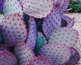 Pianta di cactus Opuntia Violacea Santa Rita