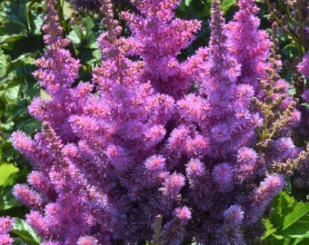 1 rhizome d'Astilbe Perles Noires