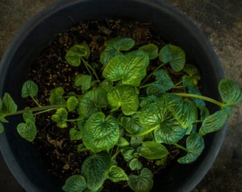 Plante de wasabi (Eutrema Japonicum)