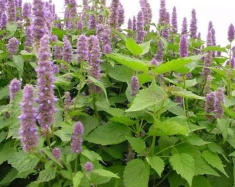 Plante de patchouli (Pogostemon Cablin)