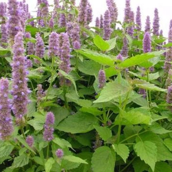 Plante de patchouli (Pogostemon Cablin)