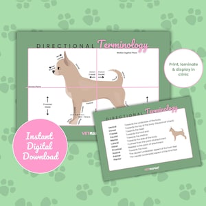 Veterinär-bezogene Terminologiekarten (Digitaler Download)