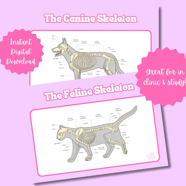 Veterinary Canine & Feline Skeletons (Digital Download) - 2 Pages