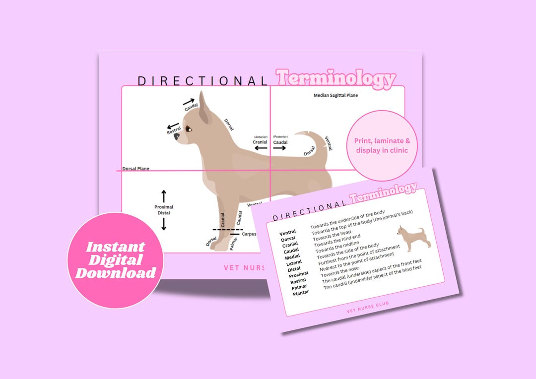 Veterinary Directional Terminology Charts (digital Download) Etsy Veterinary Directional Terminology Charts (digital Download) Etsy