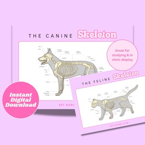 Veterinaire honden- en kattenskeletten (digitale download)