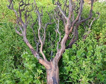 Aquascaping Manzanita Branches | Stunning Driftwood, California Sourced, Planted Tank, Biotope