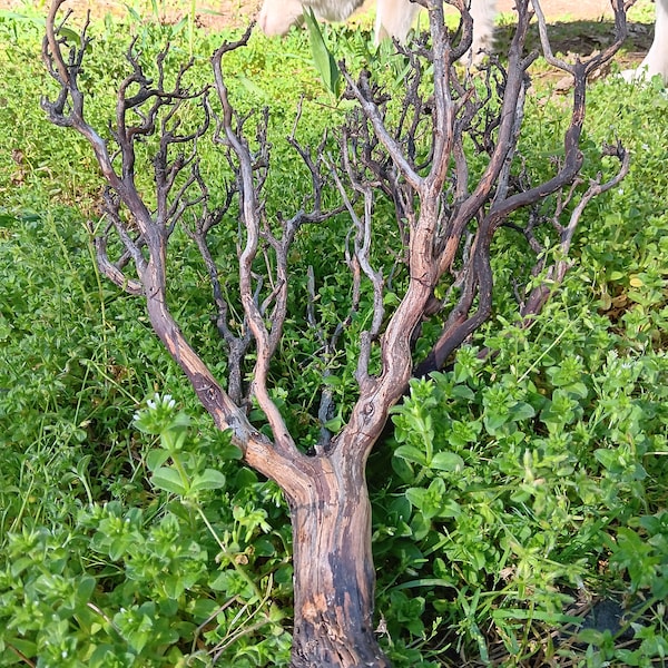 Aménagement paysager des branches de Manzanita | Superbe bois flotté, source californienne, réservoir planté, biotope