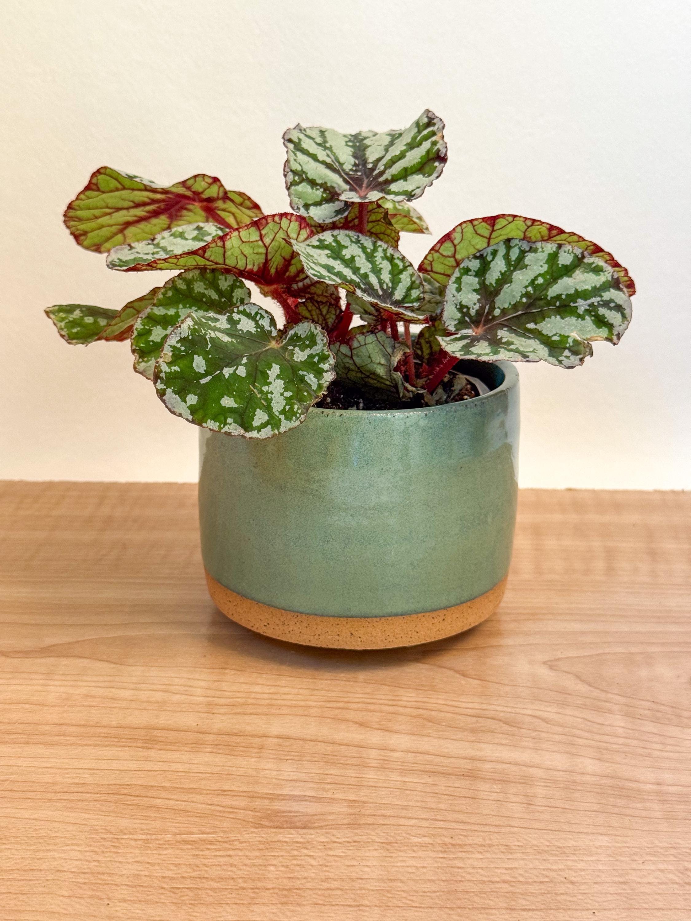 Green Planter - Speckled Clay Indoor Planter with drainage hole