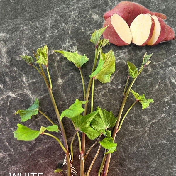 3x ORGANIC Sweet Potato Slips Well Rooted JAPANESE Variety RARE Seedlings Plants