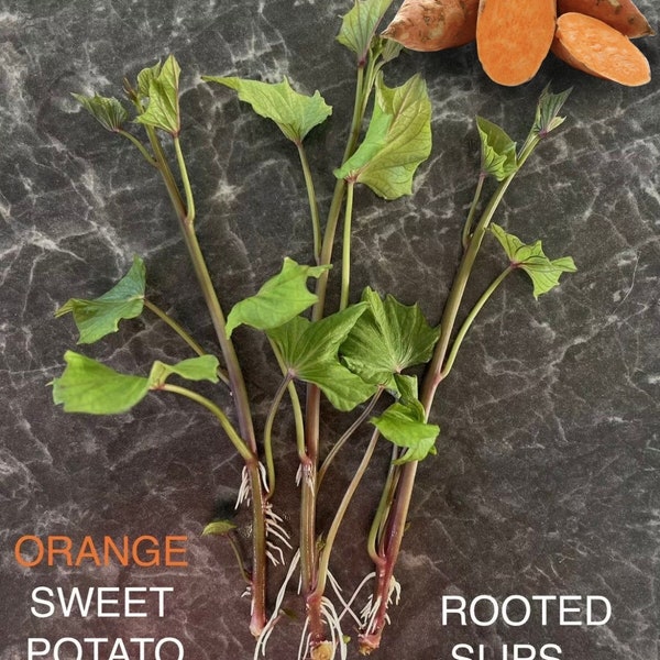 3x ORGANIC Orange Sweet Potato Slips Well Rooted GARNET Variety RARE Seedlings Plants