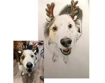 Pet portrait
