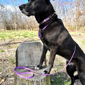 K&ouml;nnte beinhalten: Ein schwarzer Hund mit einem lila Halsband und einer Leine sitzt auf einem Baumstumpf in einem grasbewachsenen Gebiet. Der Hund schaut nach rechts aus dem Bild.