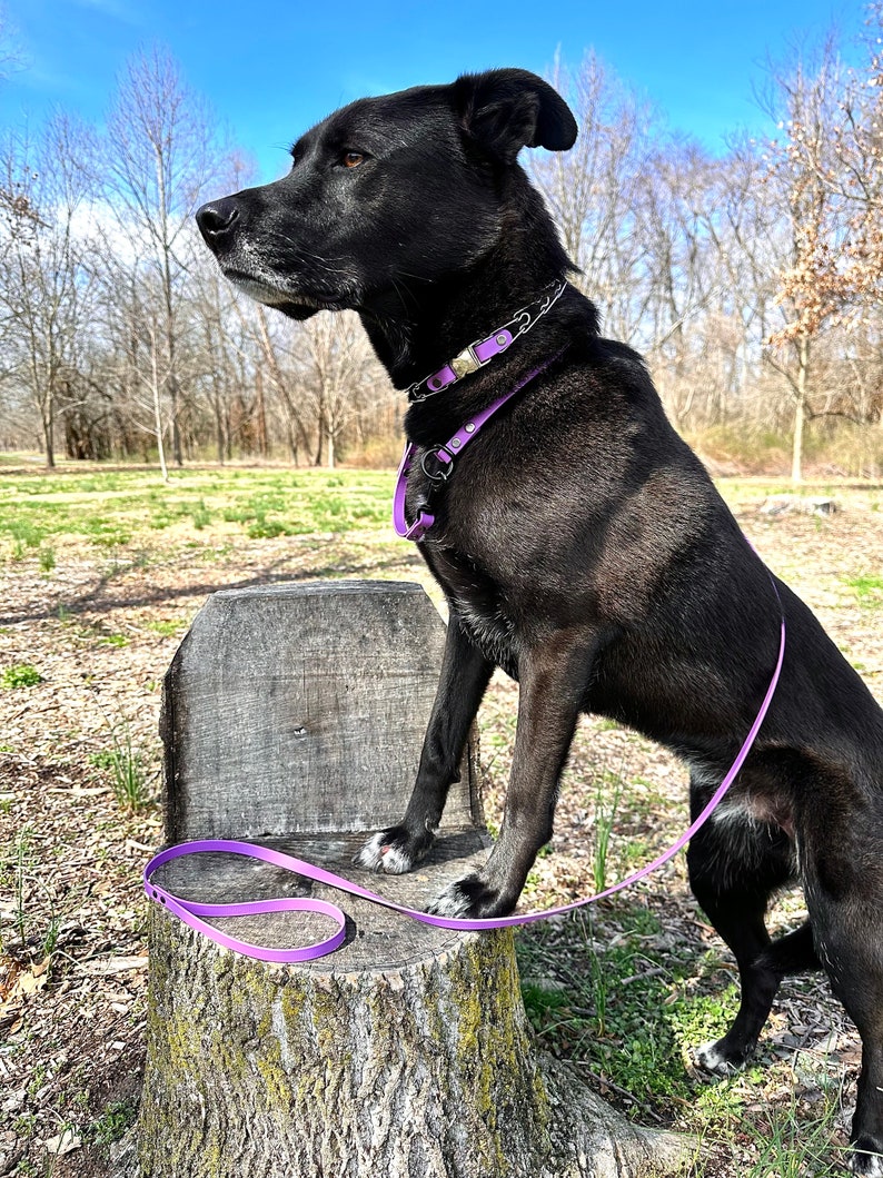 K&ouml;nnte beinhalten: Ein schwarzer Hund mit einem lila Halsband und einer Leine sitzt auf einem Baumstumpf in einem grasbewachsenen Gebiet. Der Hund schaut nach rechts aus dem Bild.