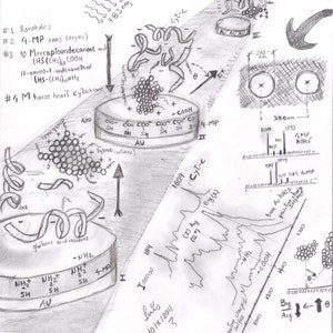 May include: A black and white hand-drawn diagram of a scientific experiment. The diagram shows a series of steps, including the use of a 4-MP SAMS, a mercaptoundecanoic acid, and a horse heart cytochrome. The diagram also includes a graph showing the results of the experiment. The text in the image includes the numbers 1, 2, 3, and 4, as well as the words "4-MP", "SAMS", "Cyt-c", "Big (1)", "1609", "11000cps", "Luis", "101X/2011", "350nm", "1001", "1093", "1044", "489", "1099", "1185", "4MP", "Au holes", "base Au hole", "Positive charge", "pointing", "chore", "1700", "1200", "1400", "1000", "Big", "Aig", "to", "heme group", "lysine", "patches", "COOH", "SH", "AU", "glutamic acid residues", "NH2", "NH2", "NH2", "SH", "SH", "AU", "SH", "4-MP", "I", "II", "III", "(I) Ang", "(*)", "negative charged", "COOH", "-NH2", "bare Au hole", "Positive charge", "pointing", "chore", "1700", "1200", "1400", "1000", "Big", "Aig", "to", "785nm", "Cyt-c", "AU AU AU", "270-nm", "350nm", "1001", "1093", "4MP", "Noles", "1044", "489", "1099", "1185", "4MP", "Au holes", "base Au hole", "Positive charge", "pointing", "chore", "1700", "1200", "1400", "1000", "Big", "Aig", "to".