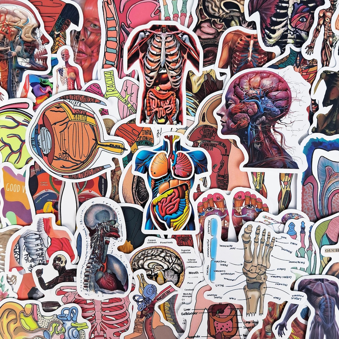 Sticker Humen Human Anatomy Sticker Pack – Medical Anatomy, Skeleton & Muscular ...