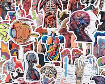 Pack d'autocollants d'anatomie humaine - Autocollants médicaux d'anatomie, de squelette et de système musculaire pour les étudiants et les journaux