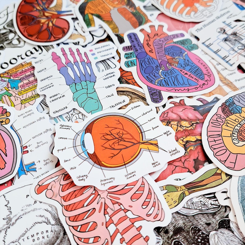 Sticker Humen Science Anatomy Sticker Pack – Medical Anatomy, Human Body, Skeleton ...
