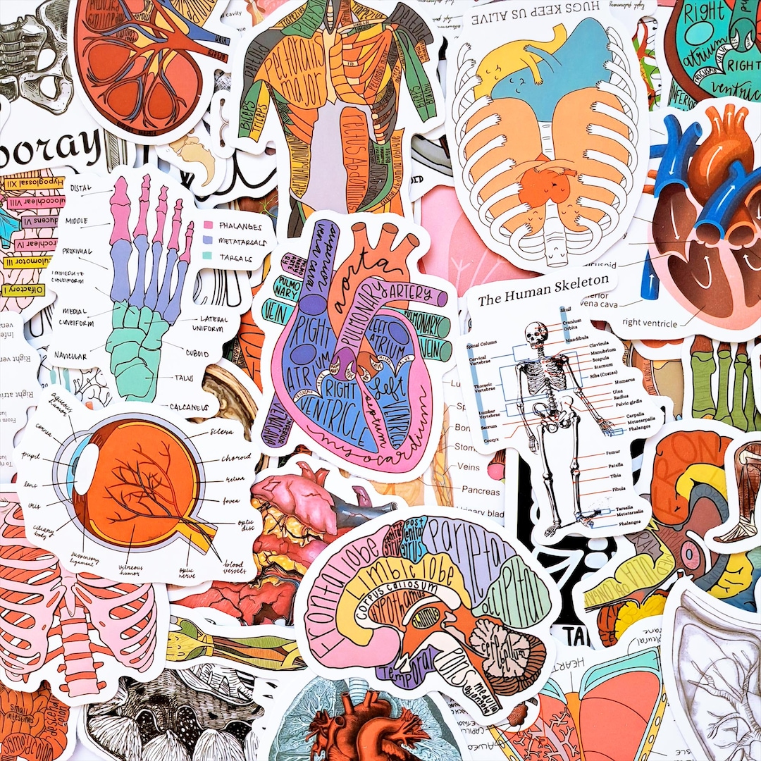 Human Figure Sticker Science Anatomy Sticker Pack – Medical Anatomy, Human Body, Skeleton ...
