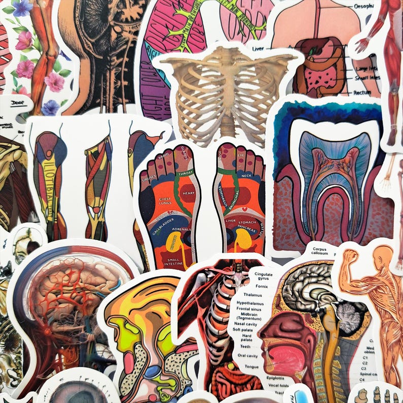 Human Anatomy Sticker Pack – Medical Anatomy, Skeleton & Muscular ...
