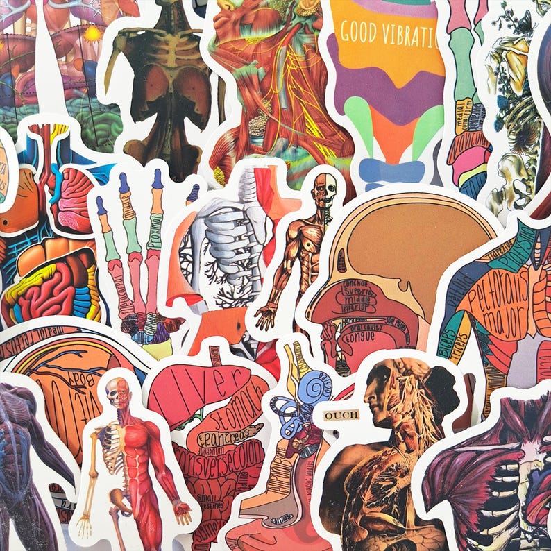 Skeletal System Sticker Human Anatomy Sticker Pack – Medical Anatomy, Skeleton & Muscular ...