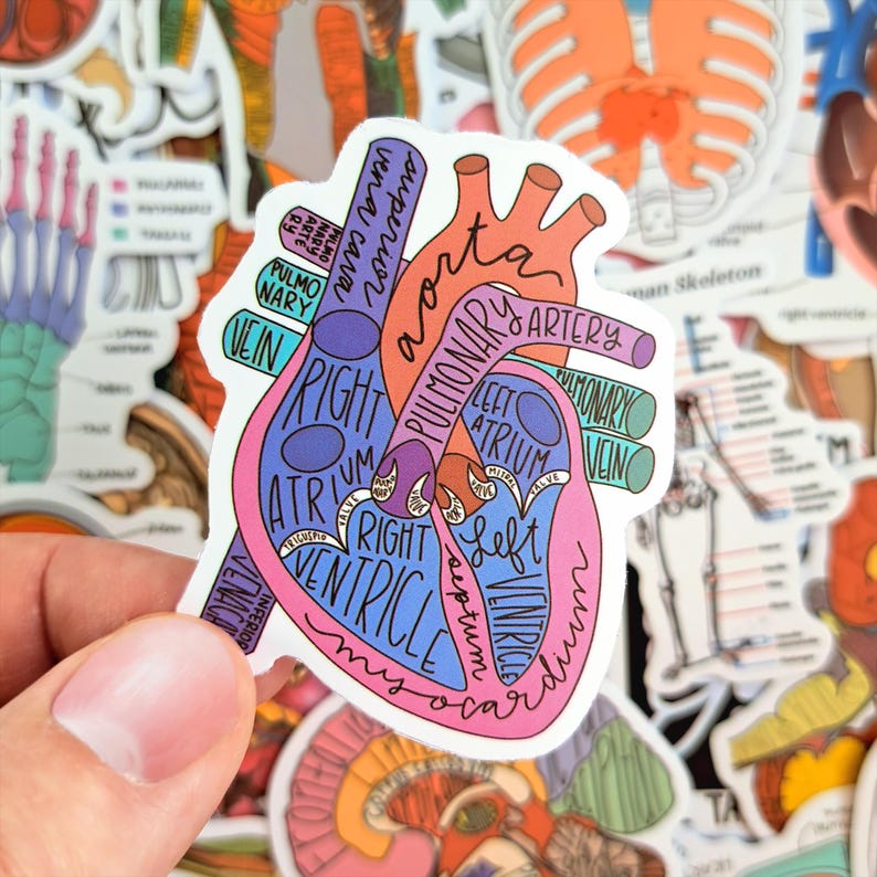 Sticker Humen Science Anatomy Sticker Pack – Medical Anatomy, Human Body, Skeleton ...