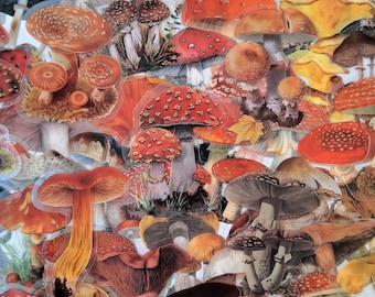 Pacchetto di adesivi con illustrazioni di funghi, adesivi trasparenti con collage di funghi botanici, funghi della foresta cottagecore, bosco stravagante